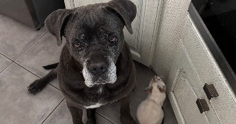 tigane pet sitter à MAZEROLLES 16310_4