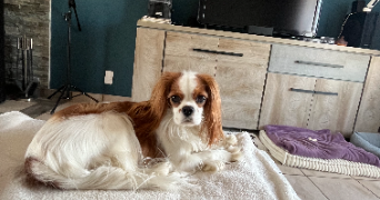 christine dog sitter à AURILLAC 15000_3