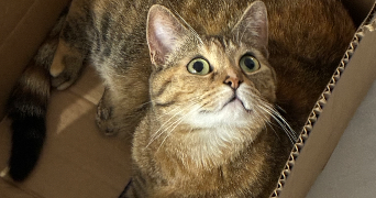 liselotte pet sitter à CLERMONT FERRAND 63100_1