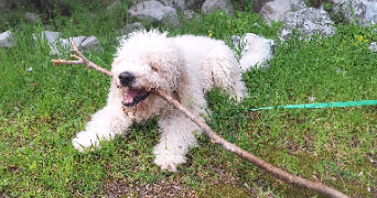 melanie pet sitter à ROQUEBRUNE CAP MARTIN 06190_1