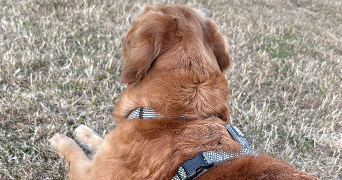 manon pet sitter à DOMONT 95330_0