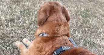 manon pet sitter à DOMONT 95330