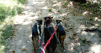 LISE pet sitter à VIROFLAY 78220_1