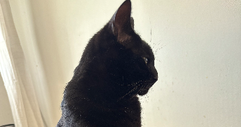 emilie pet sitter à GIF SUR YVETTE 91190_1