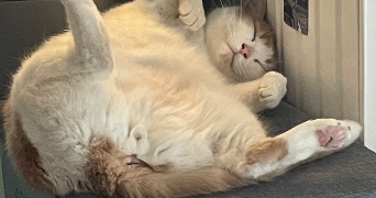 karine pet sitter à PARIS 15 75015_6