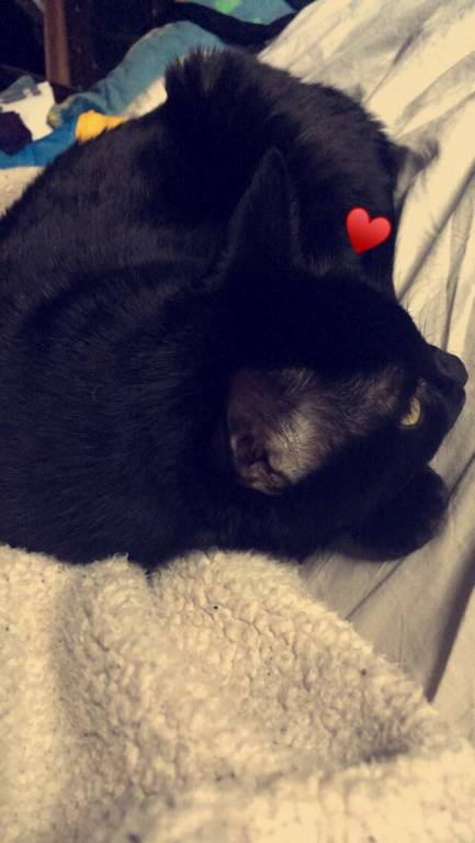 Pauline pet sitter à Gouvieux 60270_3
