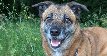 tristan pet sitter à ROUEN 76000_2