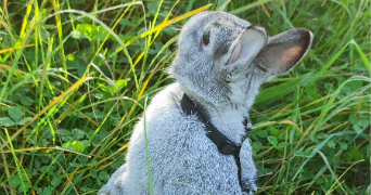 eva pet sitter à CASTELSARRASIN 82100_3