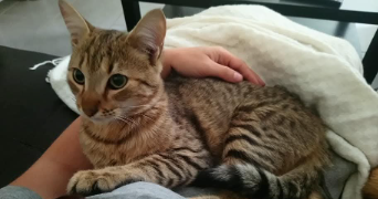 deborah pet sitter à BEAUVOISIN 30640_1