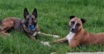 charlène pet sitter à STE GENEVIEVE 60730_3