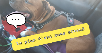 angela pet sitter à STRASBOURG 67200_15