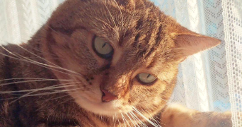 eléa pet sitter à SOTTEVILLE LES ROUEN 76300_1