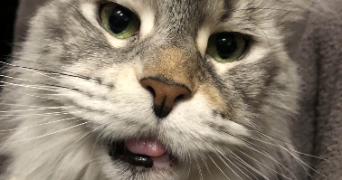 jacotte pet sitter à BAUDREVILLE 28310_2