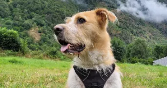loriana pet sitter à CABRIERES D AIGUES 84240