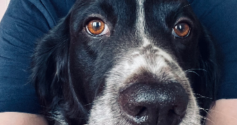 audrey cat sitter à VERNEUIL SUR SEINE 78480_2