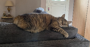 pauline pet sitter à SAINT-PAUL 97460_3