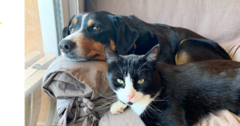 marie pet sitter à DEUX GROSNES 69860_3