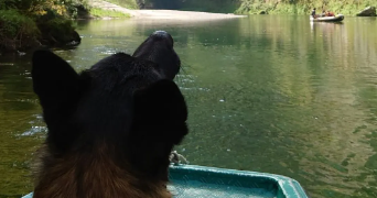 maria pet sitter à MONTFERRIER SUR LEZ 34980_1