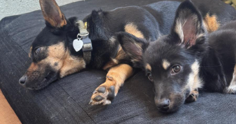 nayara pet sitter à LYON 07 69007_2
