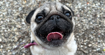 marie pet sitter à BARR 67140_3