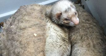 diane pet sitter à MAREIL MARLY 78750_8