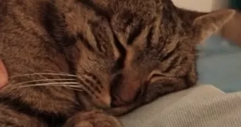 véronique pet sitter à ANNECY 74370