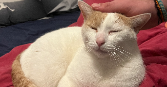 elisa pet sitter à Montpellier 34000_2