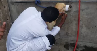 pascal pet sitter à LIMOGES 87000