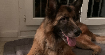 melissa pet sitter à TORCY 77200_8