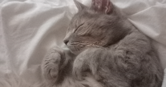 mélia pet sitter à LYON 08 69008_2