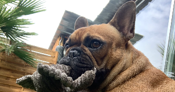 sabrina pet sitter à Morsang sur Orge 91390_5