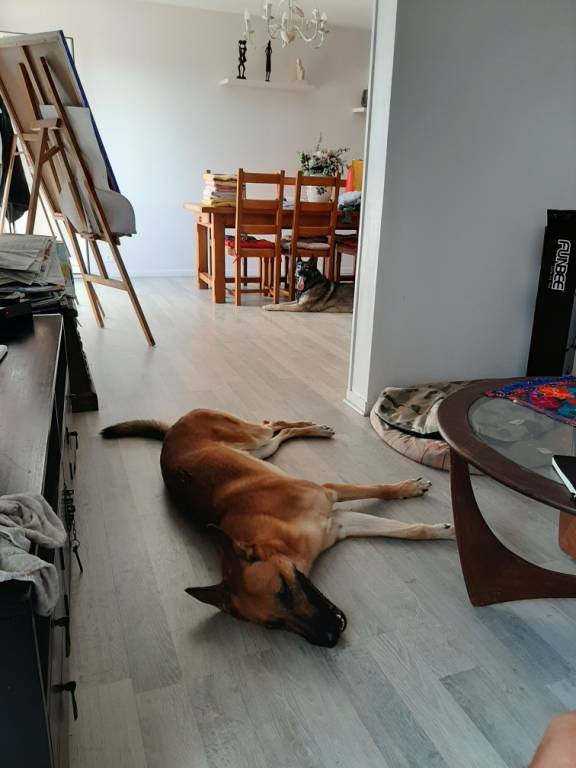 Joelle dog sitter à Donville-les-Bains 50350_4