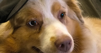 manon pet sitter à VILLEMUR SUR TARN 31340_2