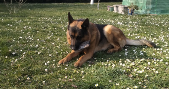 loryane pet sitter à TESSANCOURT SUR AUBETTE 78250_1