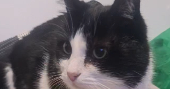 bourahla pet sitter à OSNY 95520_0
