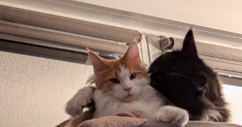 morgane pet sitter à TOURNEFEUILLE 31170_8