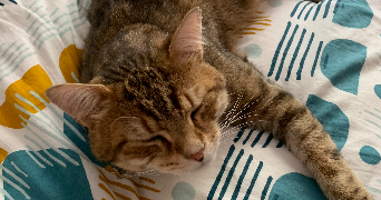 bertille pet sitter à LYON 03 69003_1