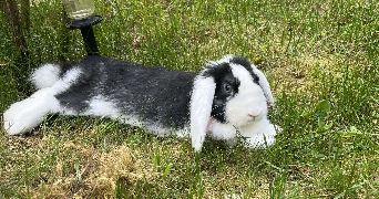 ilona pet sitter à VAL D ORNAIN 55000_4