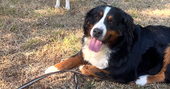 ines pet sitter à ST CHRISTOPHE SUR DOLAISON 43370_8