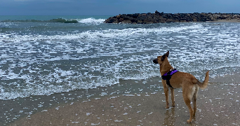 leandra pet sitter à FRONTIGNAN 34110_4