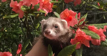 lucie pet sitter à Rouvray-Saint-Denis 28310