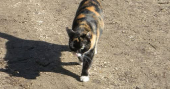luuna pet sitter à ST ANDRE DE CHALENCON 43130_6