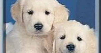 nadine pet sitter à BERGERAC 24100