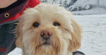 thomas pet sitter à PARIS 13 75013_0