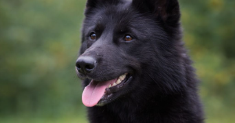 clarisse pet sitter à MONTLUCON 03100_0