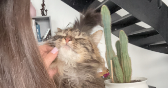 selen pet sitter à BOIS GUILLAUME 76230_0