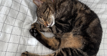 camille pet sitter à CANNES 06400_1