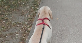 elodie pet sitter à NEUILLY SUR MARNE 93330_7