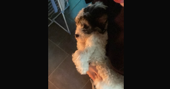 thourot pet sitter à MONTBELIARD 25200_4