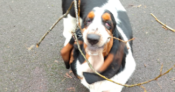 clothildra pet sitter à ST OUEN DE THOUBERVILLE 27310_6